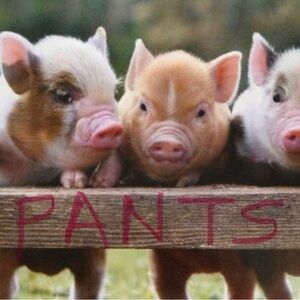 🐷 Ape’s Closet 🐷